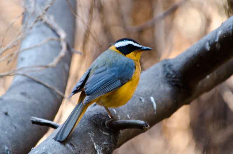 Pájaro - parque nacional de Chobe - Botswana 1.jpg